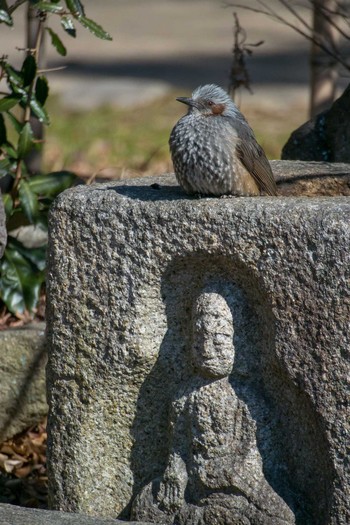 Brown-eared Bulbul Akashi Park Wed, 2/7/2018