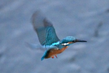 Common Kingfisher 石神井川 Fri, 10/21/2022