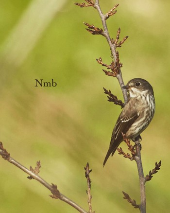 Grey-streaked Flycatcher Unknown Spots Unknown Date