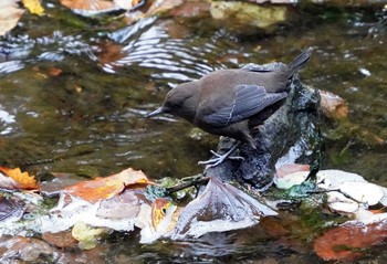 Brown Dipper 湯滝 Sun, 10/16/2022