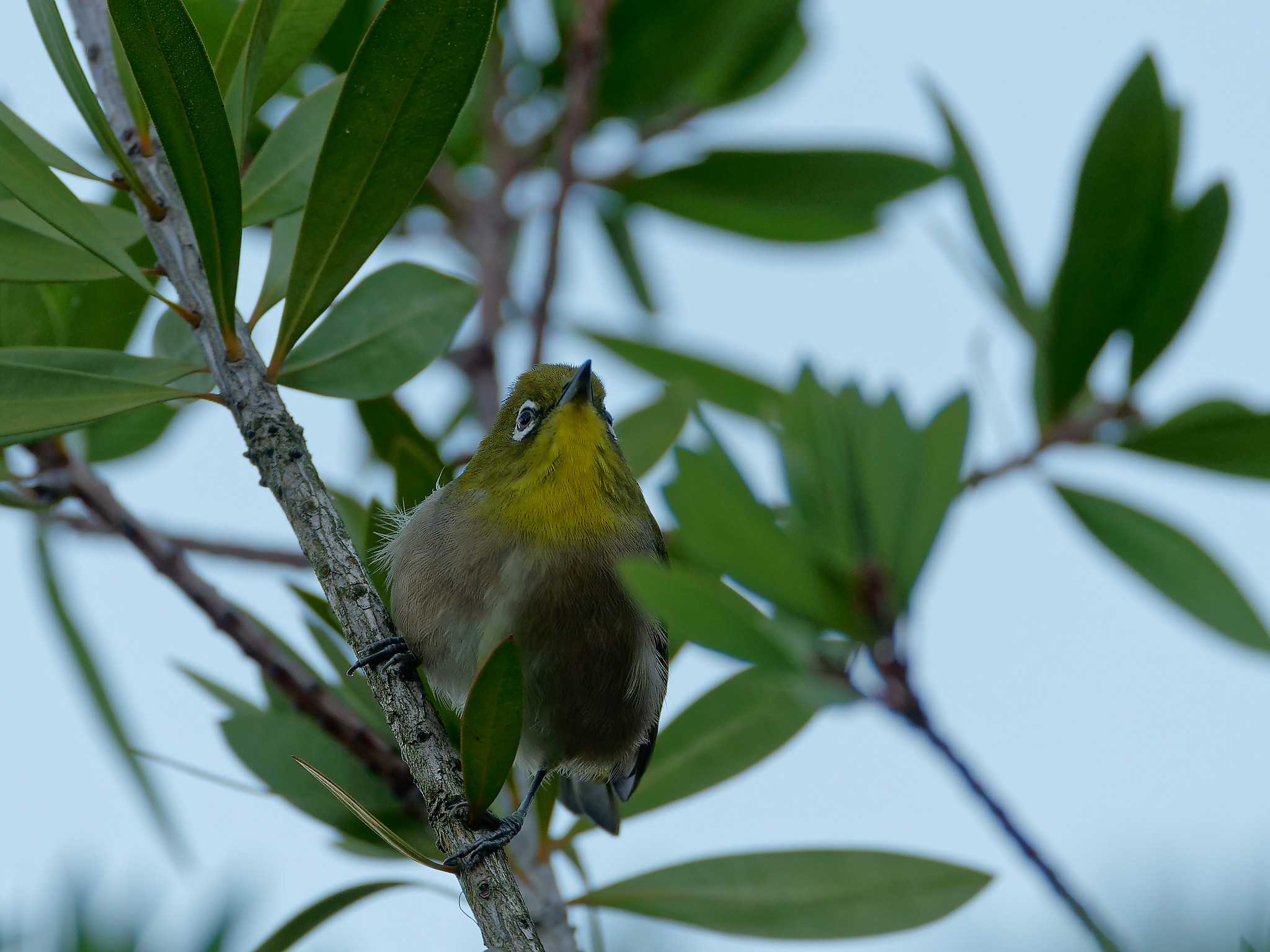 Photo of Warbling White-eye at 横浜市立金沢自然公園 by しおまつ