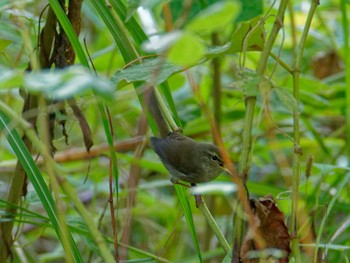 Japanese Bush Warbler 横浜市立金沢自然公園 Fri, 10/21/2022