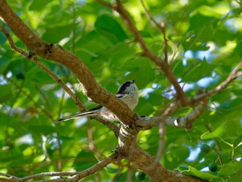 Long-tailed Tit 横浜市立金沢自然公園 Fri, 10/21/2022