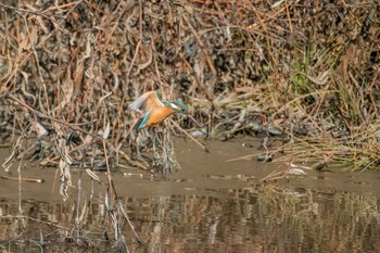 Common Kingfisher Akashi Park Wed, 2/7/2018