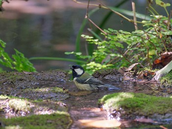 Japanese Tit 横浜市立金沢自然公園 Fri, 10/21/2022