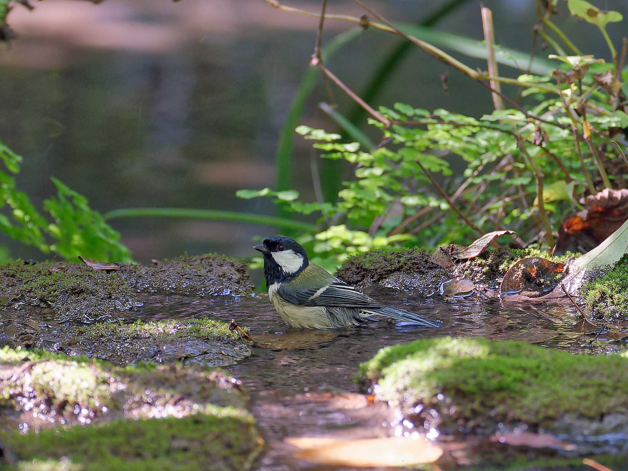 Photo of Japanese Tit at 横浜市立金沢自然公園 by しおまつ