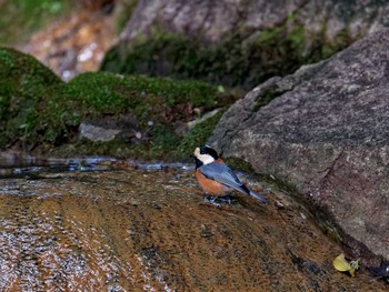 Varied Tit 横浜市立金沢自然公園 Fri, 10/21/2022