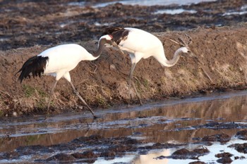 Red-crowned Crane 北海道深川市 Tue, 4/5/2022