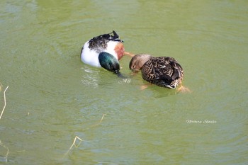 Northern Shoveler Unknown Spots Mon, 2/27/2017