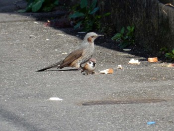 Brown-eared Bulbul 平和の森公園、妙正寺川 Fri, 10/21/2022