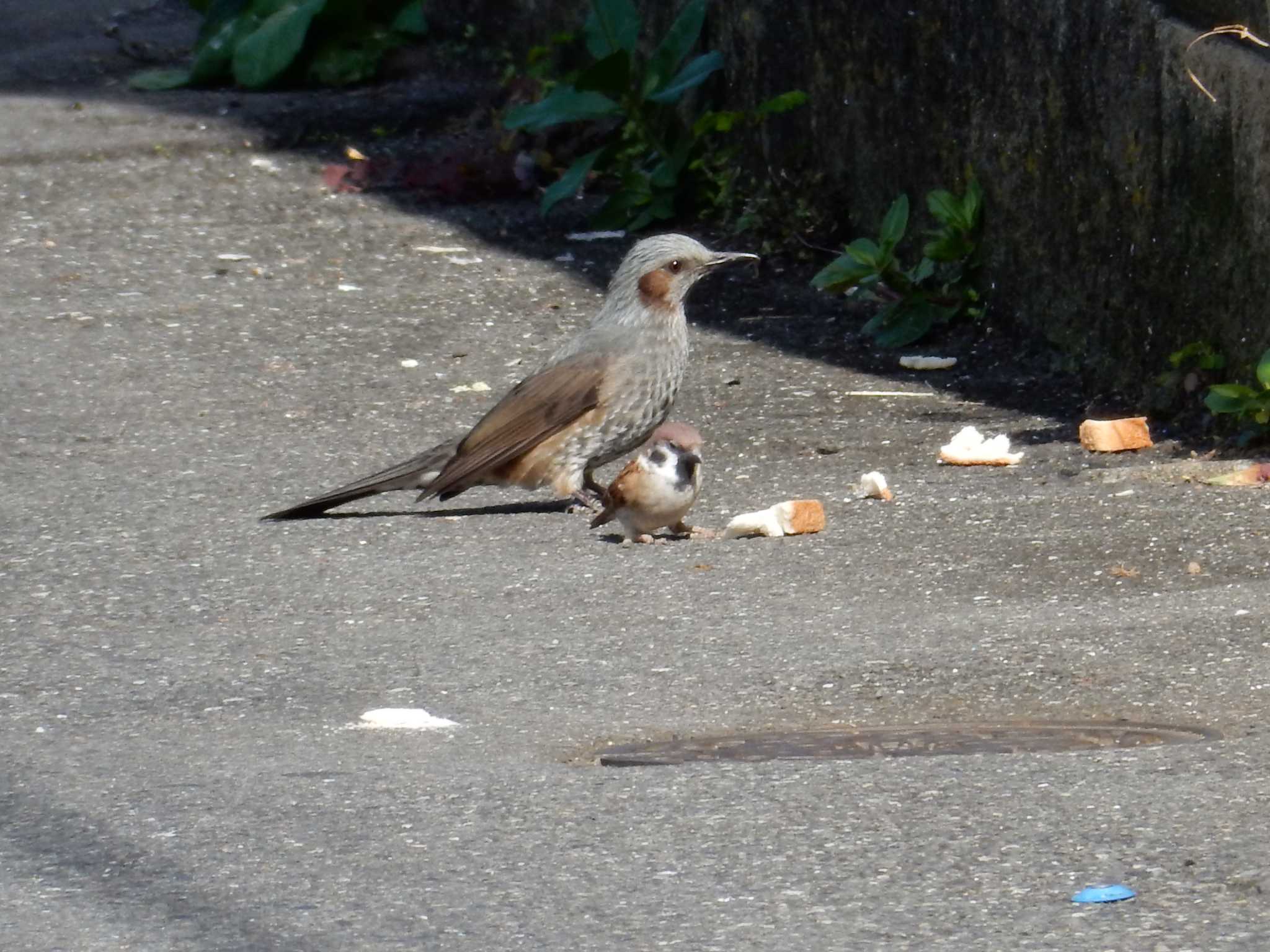 Photo of Brown-eared Bulbul at 平和の森公園、妙正寺川 by morinokotori