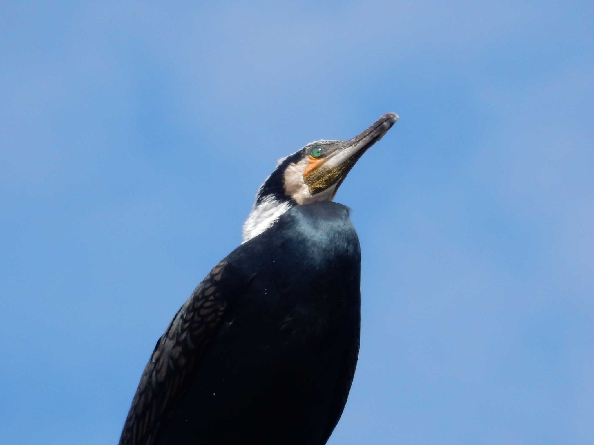 Photo of Great Cormorant at 平和の森公園、妙正寺川 by morinokotori