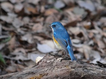 Red-flanked Bluetail Akigase Park Mon, 2/12/2018