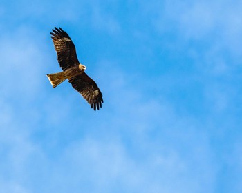 Black Kite 多摩川 Fri, 10/21/2022