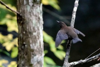 Brown Dipper 湯滝 Sun, 10/16/2022