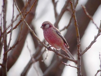 Siberian Long-tailed Rosefinch 埼玉県（さくら草公園） Mon, 2/12/2018