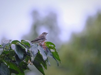 Grey-streaked Flycatcher 東京都立桜ヶ丘公園(聖蹟桜ヶ丘) Wed, 10/19/2022