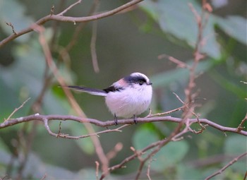 Long-tailed Tit 東京都立桜ヶ丘公園(聖蹟桜ヶ丘) Wed, 10/19/2022