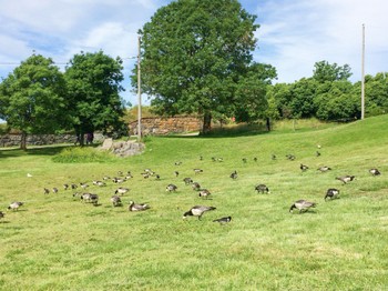 2016年7月6日(水) スオメンリンナ島(フィンランド)の野鳥観察記録