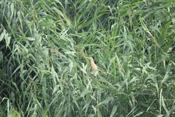 2022年7月31日(日) 伊佐沼の野鳥観察記録