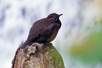 Brown Dipper 湯滝 Sun, 10/16/2022