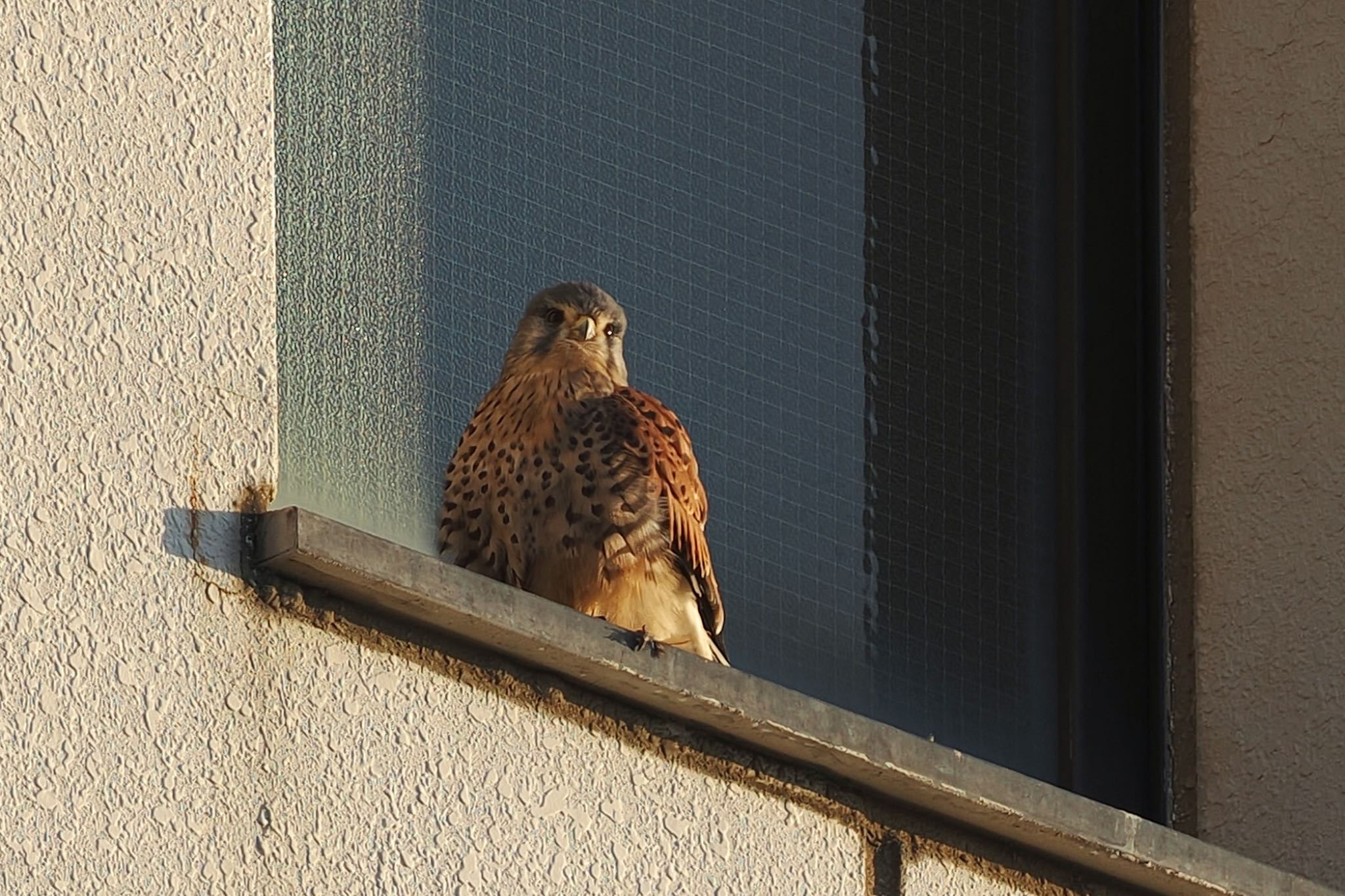 Common Kestrel