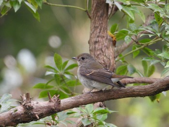 Narcissus Flycatcher 御胎内清宏園 Sat, 10/8/2022