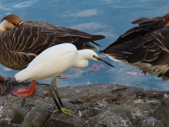 コサギ 大池親水公園 2022年10月21日(金)