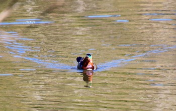 Mandarin Duck Unknown Spots Wed, 12/20/2017