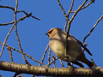 Wed, 2/14/2018 Birding report at 秦野市