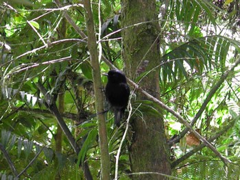 Slaty Robin