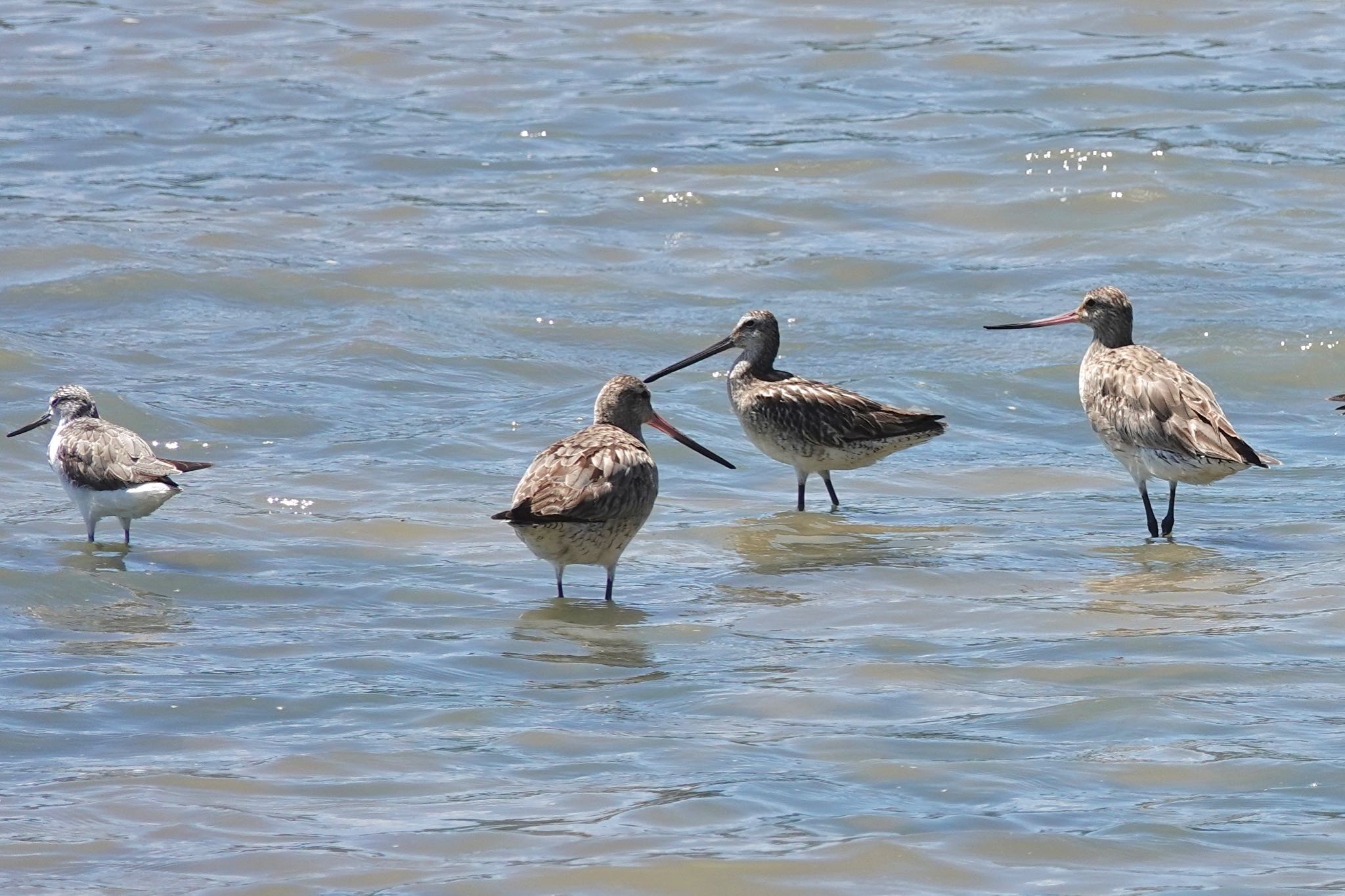 Asian Dowitcher