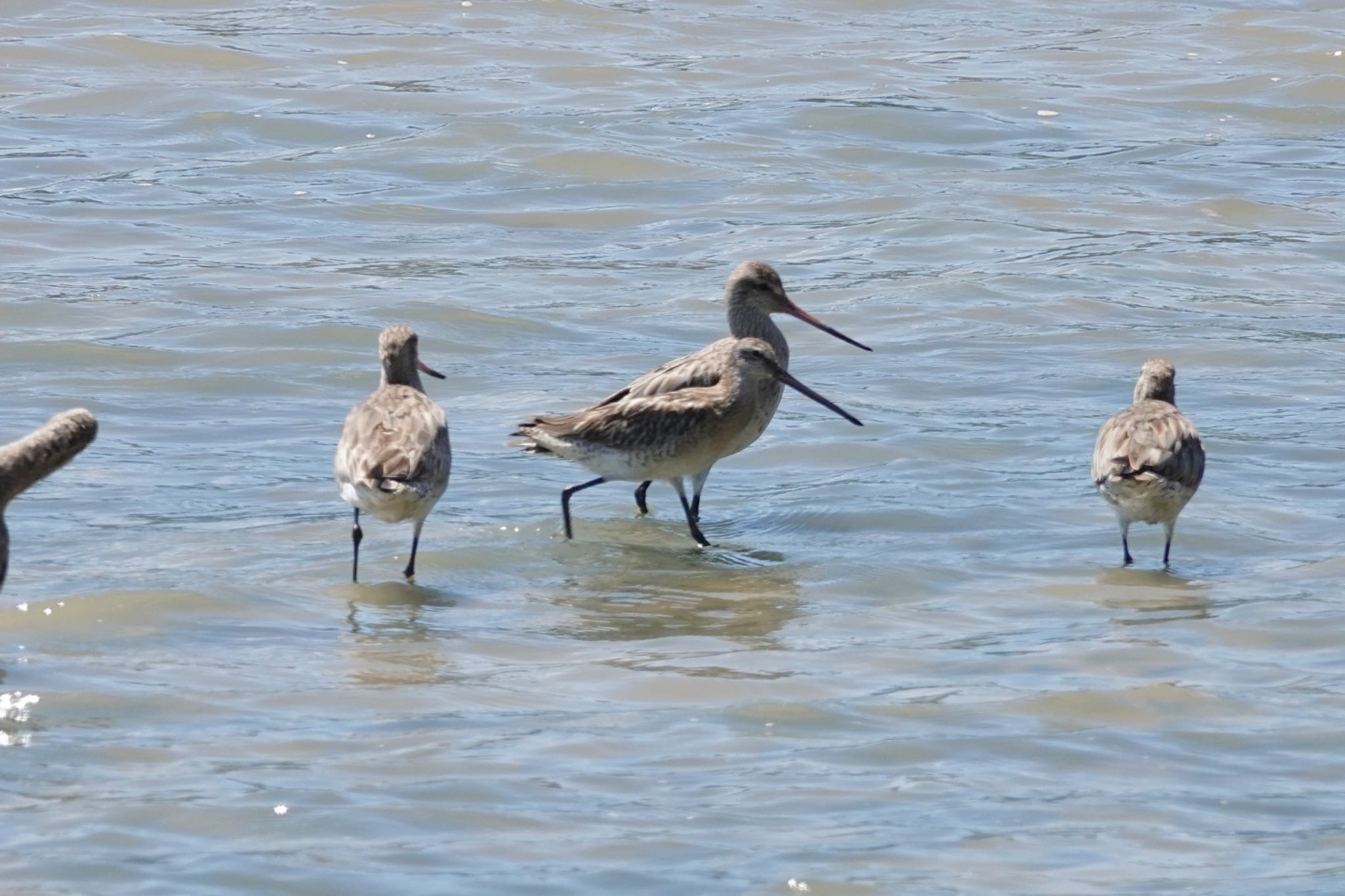 Asian Dowitcher