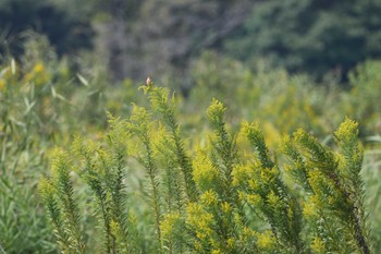 ノビタキ 秋ヶ瀬公園付近 2022年10月8日(土)