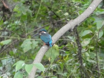 2022年10月16日(日) 秋ヶ瀬公園の野鳥観察記録