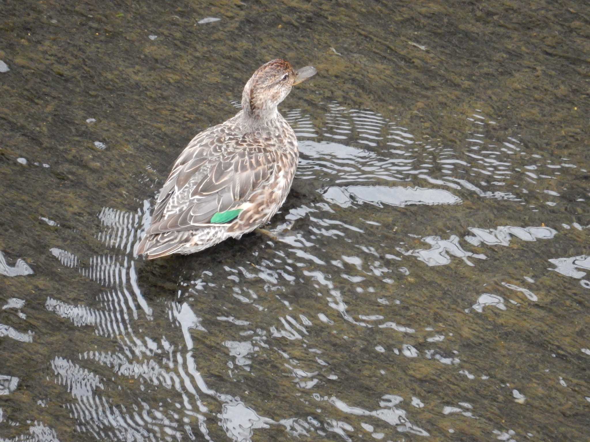 Photo of Eurasian Teal at 妙正寺川 by morinokotori