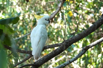 Sulphur-crested Cockatoo ケアンズ Thu, 9/29/2022