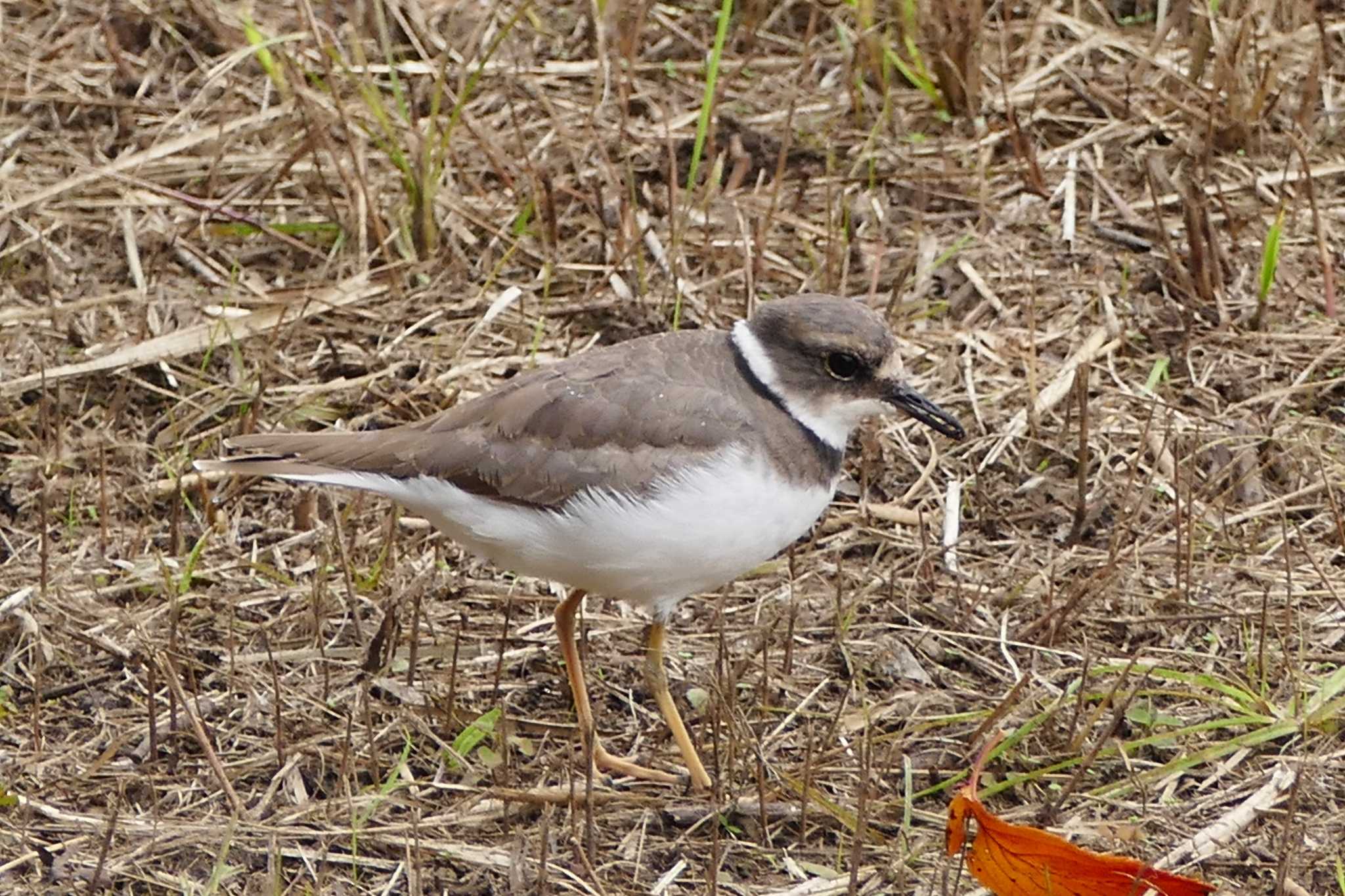 Photo of Long-billed Plover at 東京都 by アカウント5509