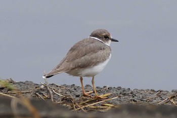 Long-billed Plover 東京都 Sat, 10/22/2022