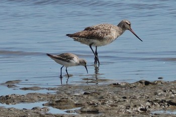 Curlew Sandpiper ケアンズ Fri, 9/30/2022