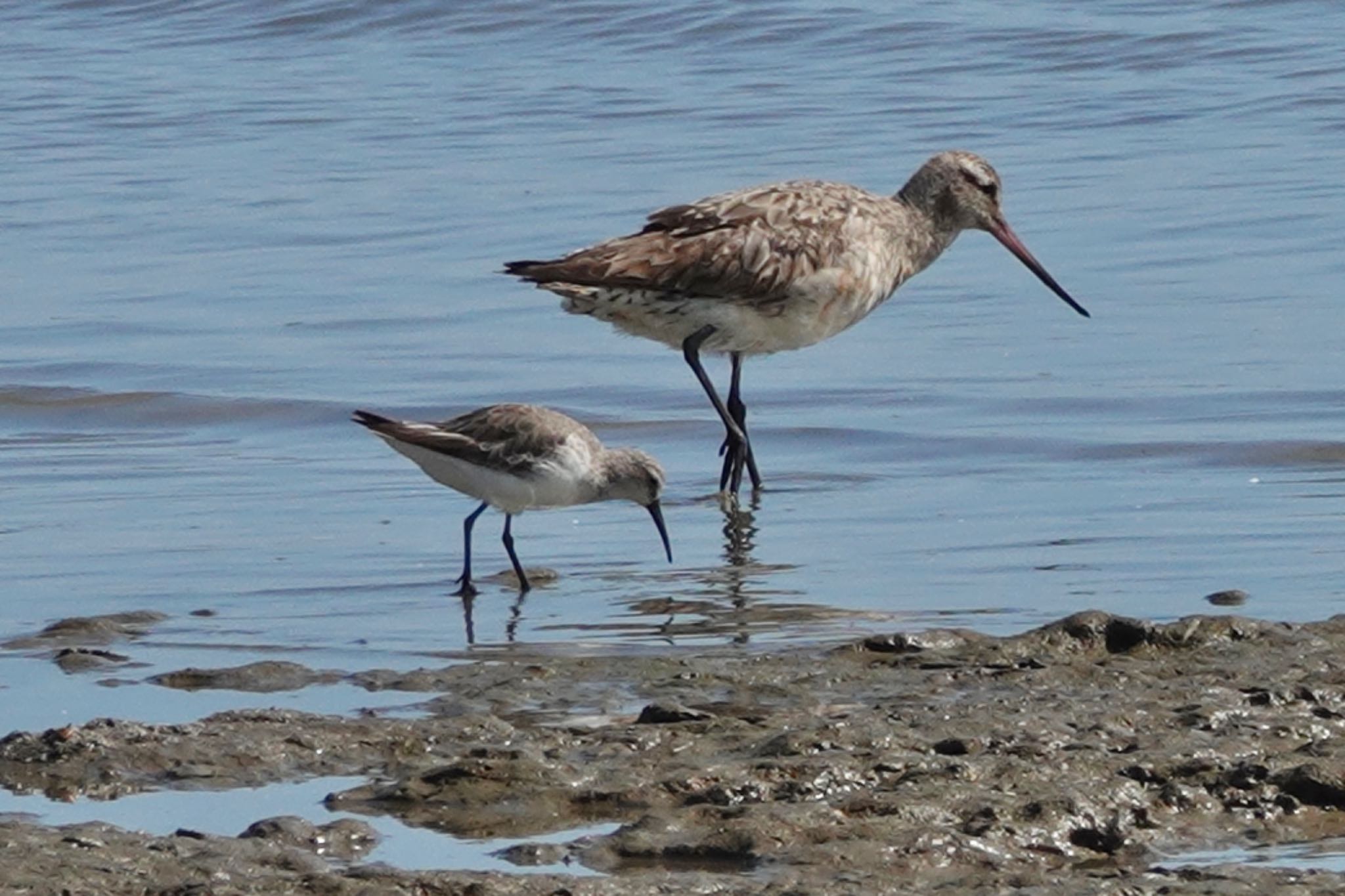 Photo of Curlew Sandpiper at ケアンズ by のどか