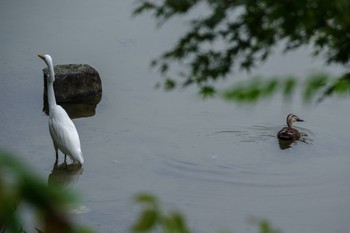 Great Egret 檜町公園(東京ミッドタウン) Mon, 10/17/2022