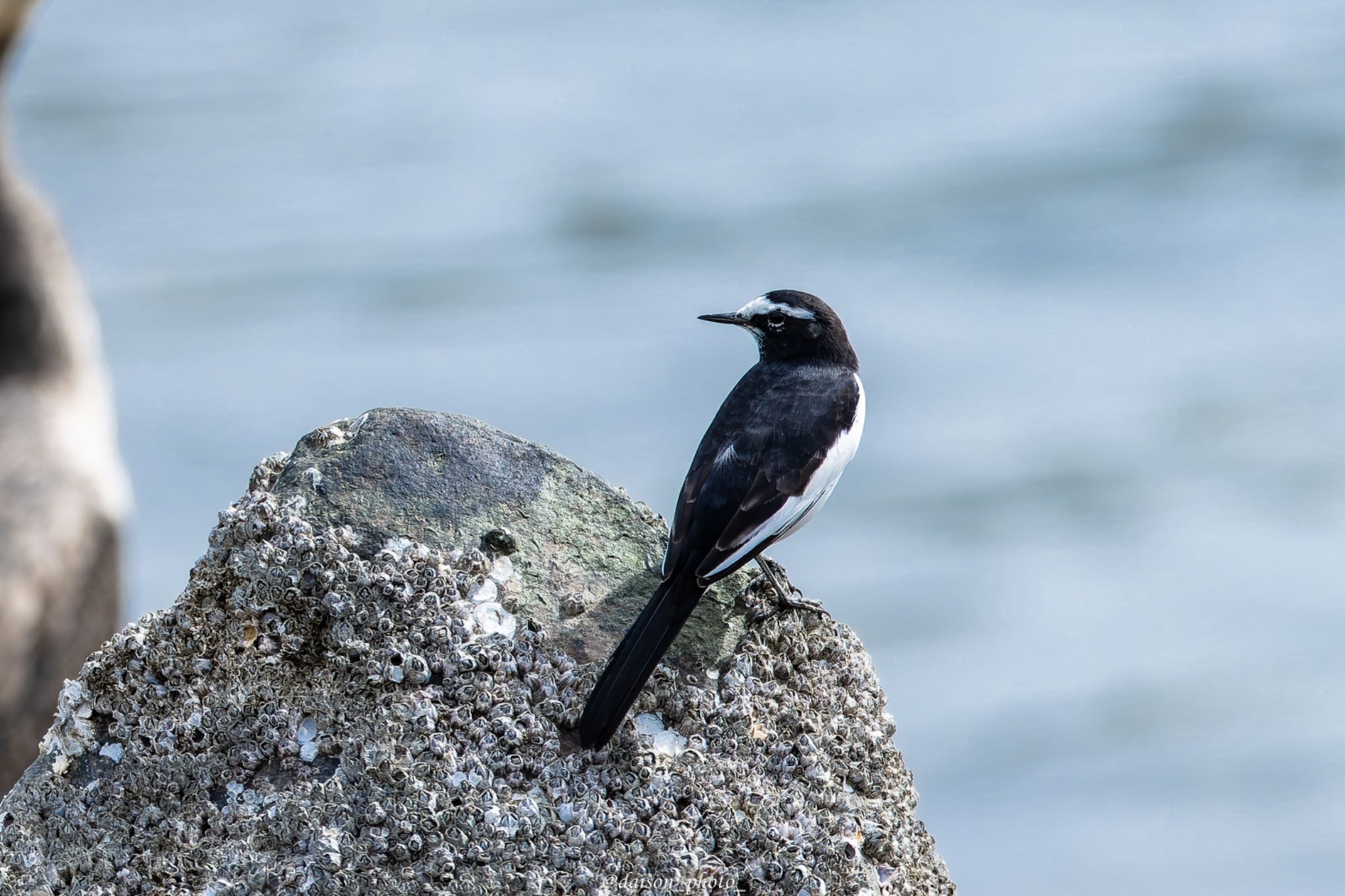 東京港野鳥公園 セグロセキレイの写真 by Daison