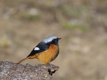 ジョウビタキ 秦野市 2018年2月14日(水)