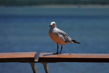 Silver Gull ケアンズ Fri, 9/30/2022