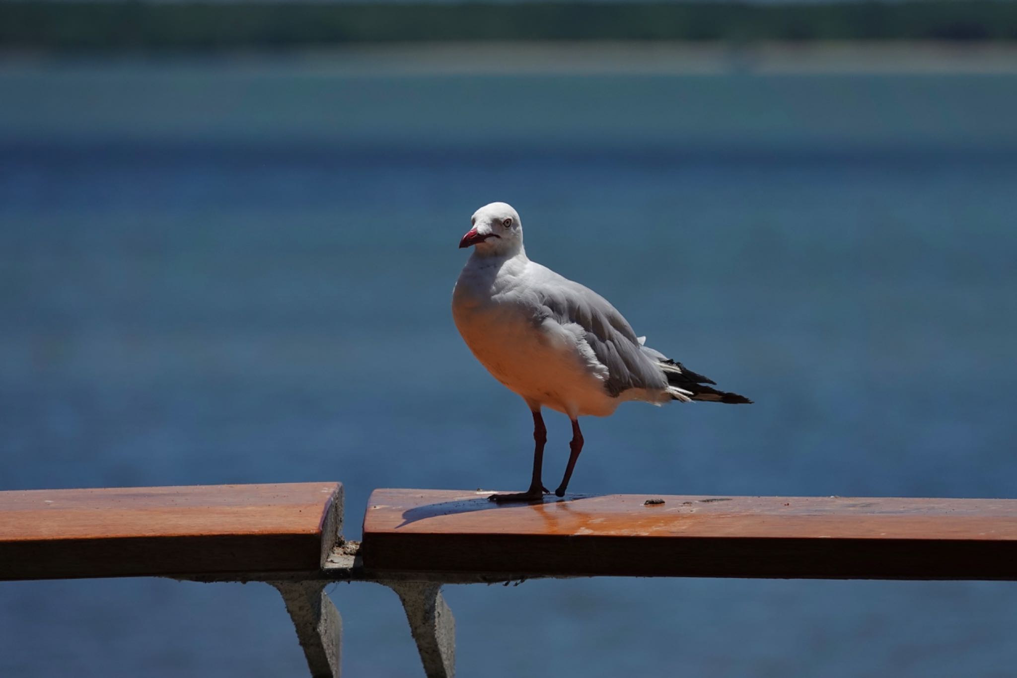 Photo of Silver Gull at ケアンズ by のどか