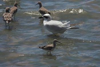 Curlew Sandpiper ケアンズ Fri, 9/30/2022