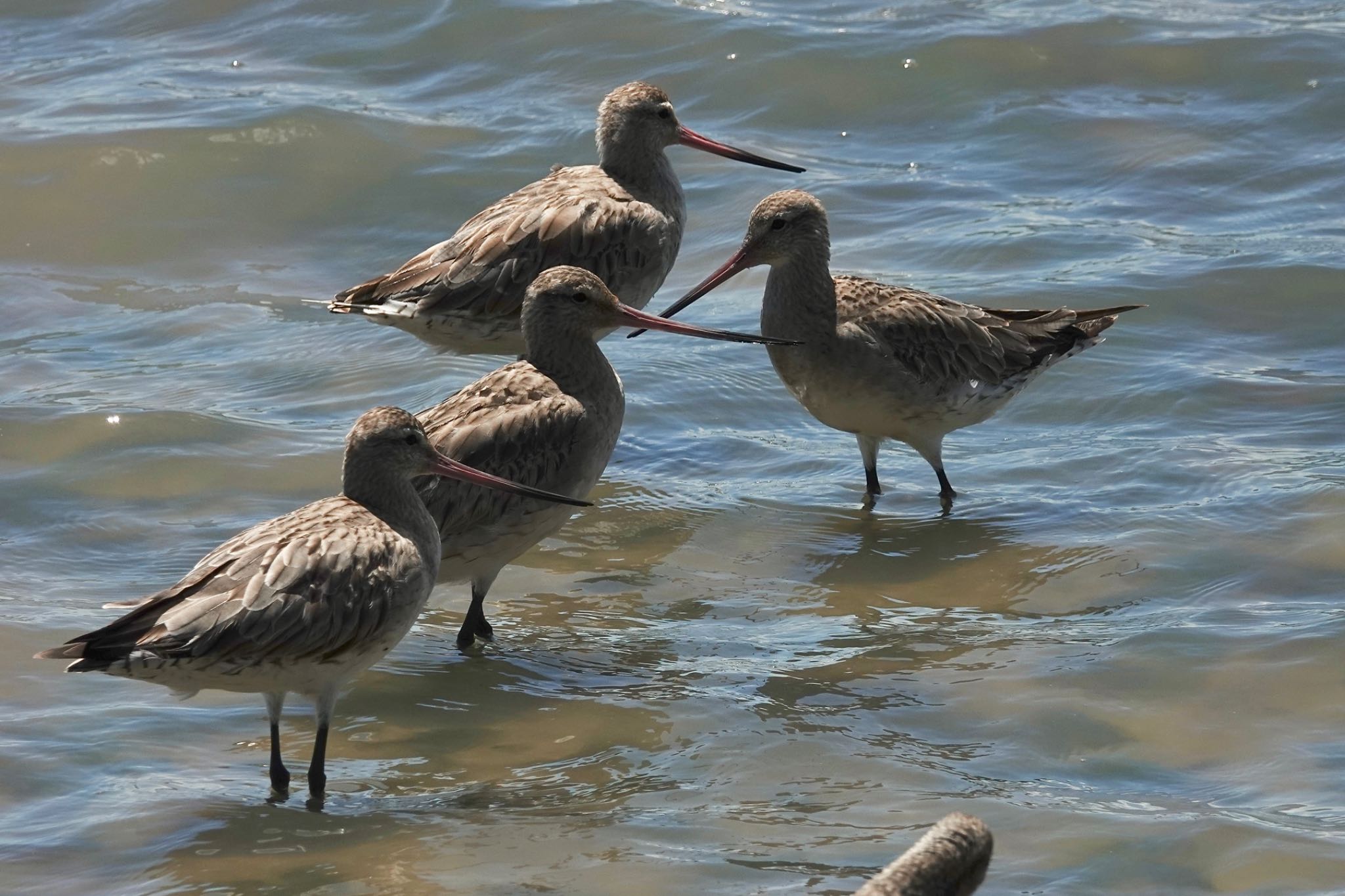 Bar-tailed Godwit