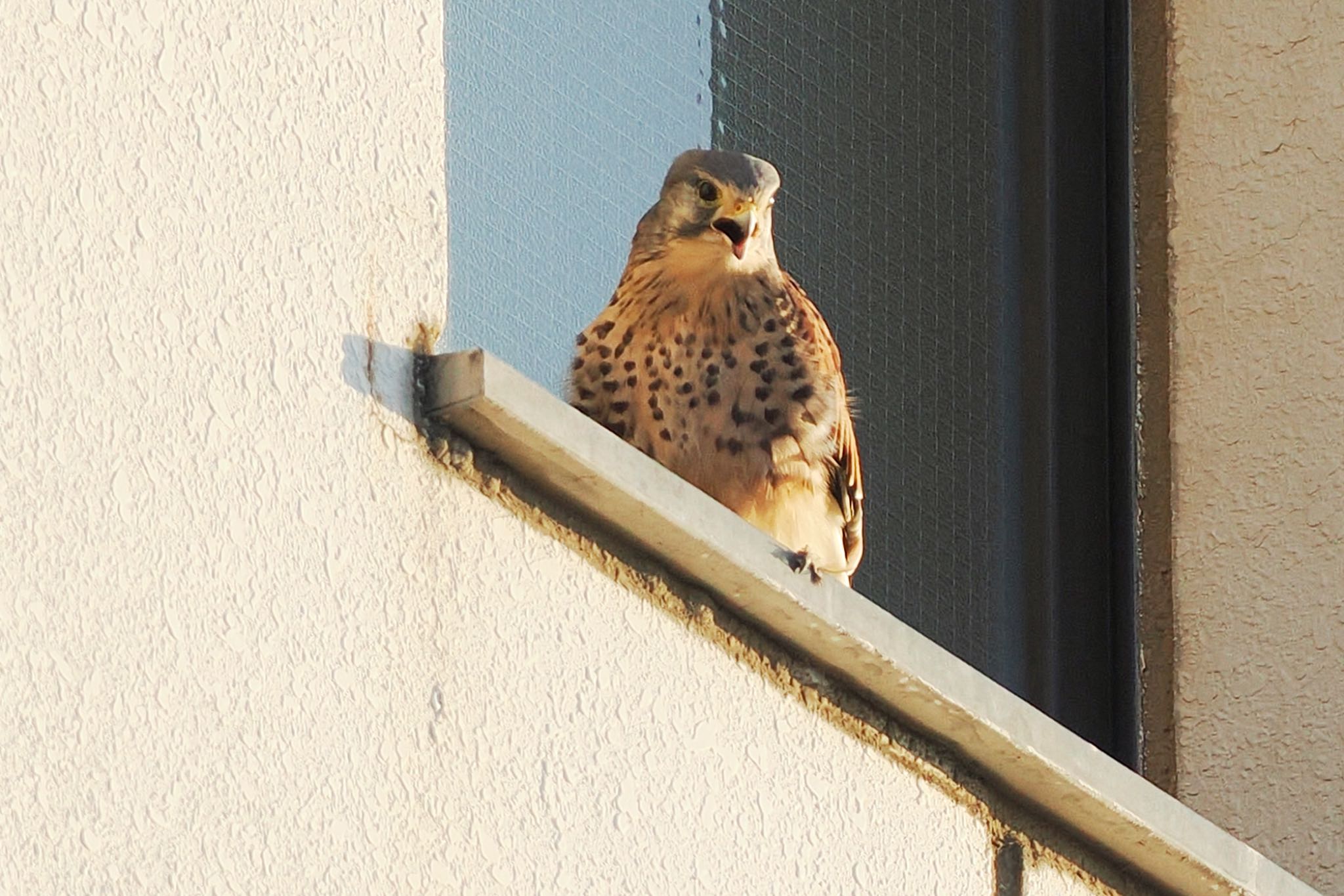 Common Kestrel