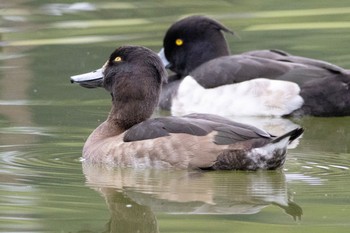 Tufted Duck 多摩市 Sat, 10/22/2022